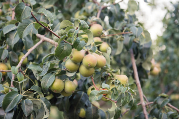 Pears green fruit unripe on tree branch