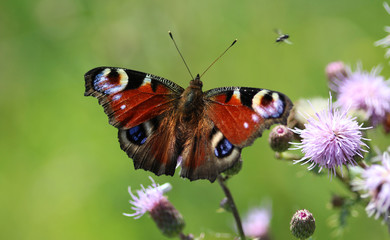 European peacock butterfly