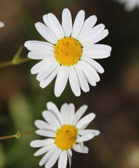 Common daisy