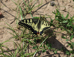  Papilio machaon