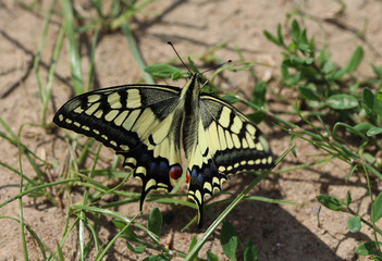  Papilio machaon
