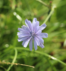 Common chicory  (Cichorium intybus)
