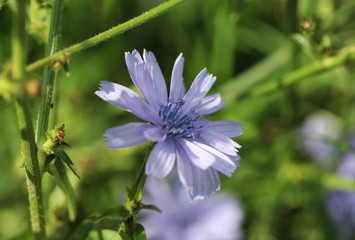 Common chicory  (Cichorium intybus)