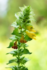 Medical Lamium