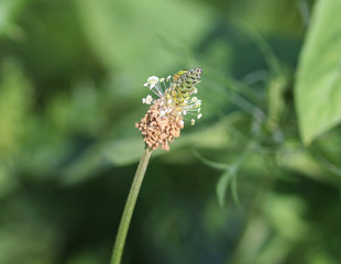 Plantago lanceolata