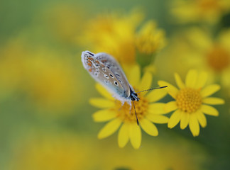 Polyommatus icarus