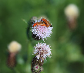 The common red soldier beetle (Rhagonycha fulva)