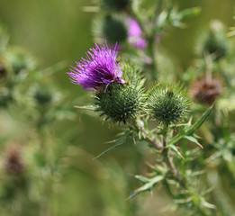 Spear thistle (Cirsium vulgare)