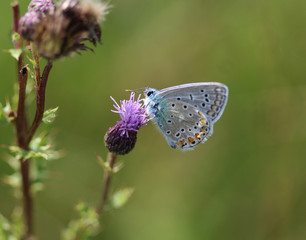 Polyommatus icarus