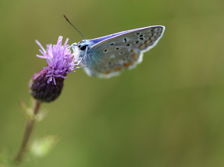 Polyommatus icarus