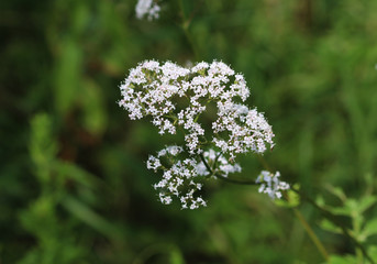 Filipendula ulmaria