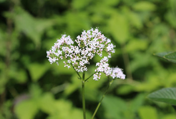 Filipendula ulmaria