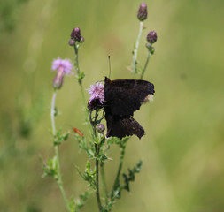 European peacock mating