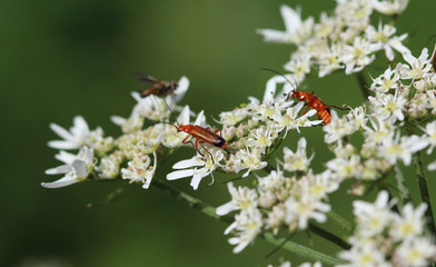 The common red soldier beetle (Rhagonycha fulva)
