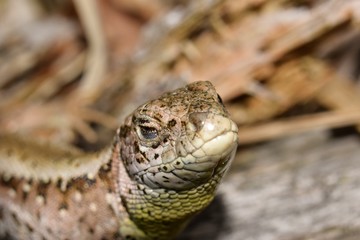 Lizard