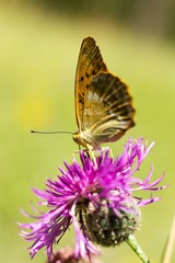 Butterfly Nymphalis polychloros