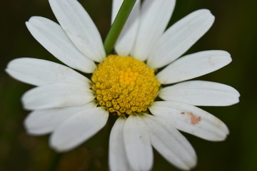 Daisy