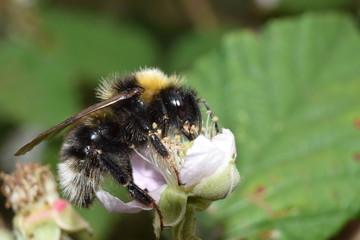 Bumblebee