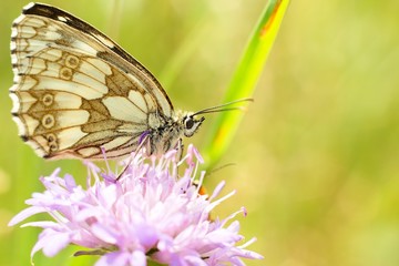 Butterfly Melanargia galathea