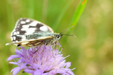 Butterfly Melanargia galathea