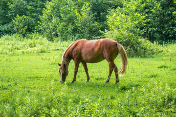 Brown horse grazes the green herb on pasture