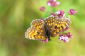 Butterfly Nymphalis polychloros