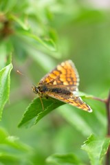 Butterfly Nymphalis polychloros