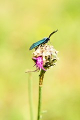 Butterfly Zygaena filipendulae