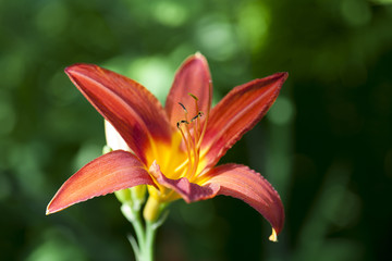 red lily flower bright closeup blossom