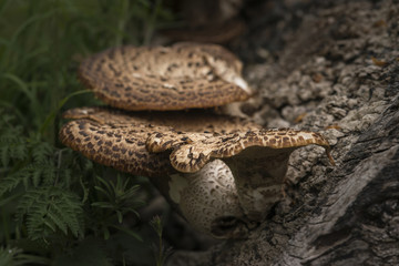 Bracket or shelf fungus on dead tree in forest with shallow depth of field in image