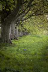 Selective focus landscape of beech tree avenue in English landscape