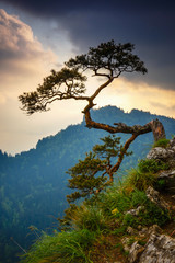 Plakat Sokolica peak in Pieniny Mountains with a famous pine at the top, Poland