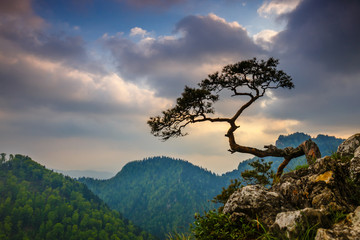 Fototapeta na wymiar Sokolica peak in Pieniny Mountains with a famous pine at the top, Poland