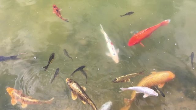Kois im Teich, Koi, Fisch