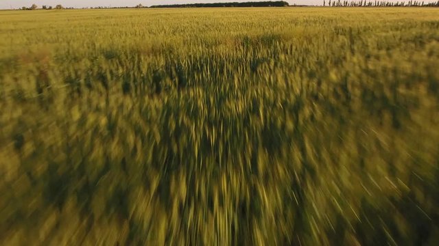 Splendid view on a green agricultural field, in Eastern Europe in a sunny day in summer. The green plants are waving from a low flying drone and look gorgeous and great