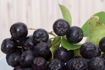 Close up of Aronia melanocarpa berries (black chokeberry) with leaves