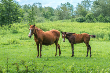 Naklejka na ściany i meble Brown horses on pasture, nature, Animal world