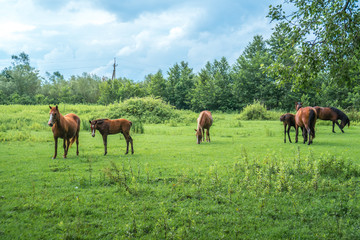 Fototapeta na wymiar Brown horses on pasture, nature, Animal world
