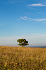 Fototapeta premium A tree in a field