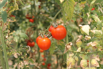 branch of red tomatoes,ready to eat.organic food 