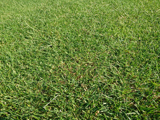 trawa, golf © photoidea