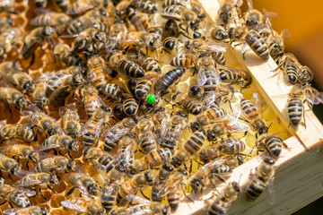 Bienenkönigin bzw. Königin der Honigbiene (Apis mellifera) mit grüner Farbmarkierung