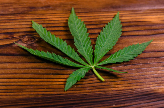 Leaf of the cannabis plant on wooden table