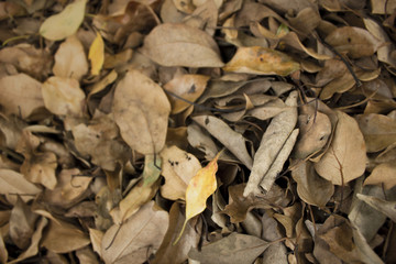 Fallen Leaves, Autumn. 落ち葉_晩秋
