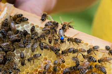 Bienenkönigin bzw. Königin der Honigbiene (Apis mellifera) mit blauer Farbmarkierung