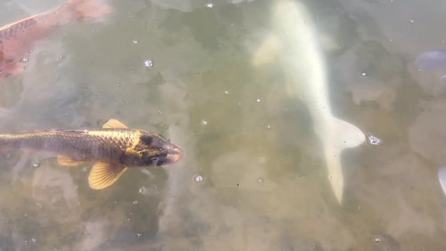 Kois im Teich, Koi, Fisch