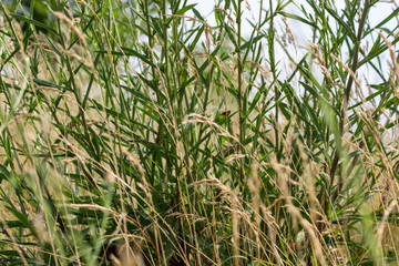 yellow meadow at closeup