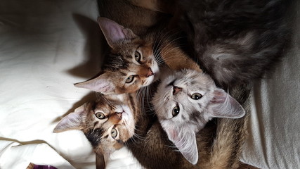 Chatons abyssins