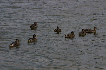Swimming ducks in a lake