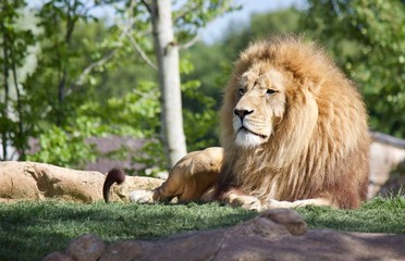 Fototapeta na wymiar Lion en parc Zoologique